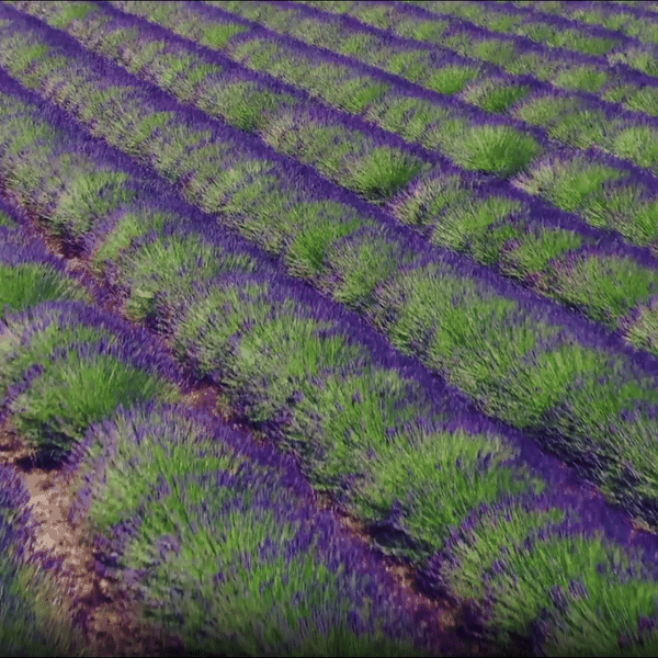 BOUQUET DE LAVANDA