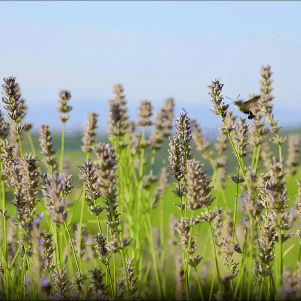 LAVANDA GARDEN