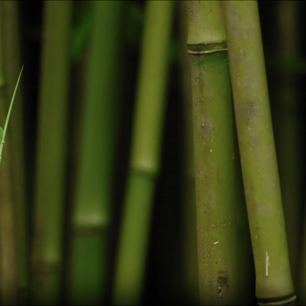 BAMBOO FRESH