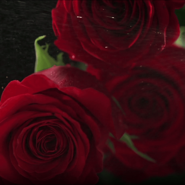 ROSAS PETALO